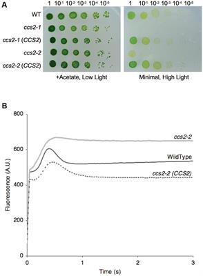 CCS2, an Octatricopeptide-Repeat Protein, Is Required for Plastid Cytochrome c Assembly in the Green Alga Chlamydomonas reinhardtii